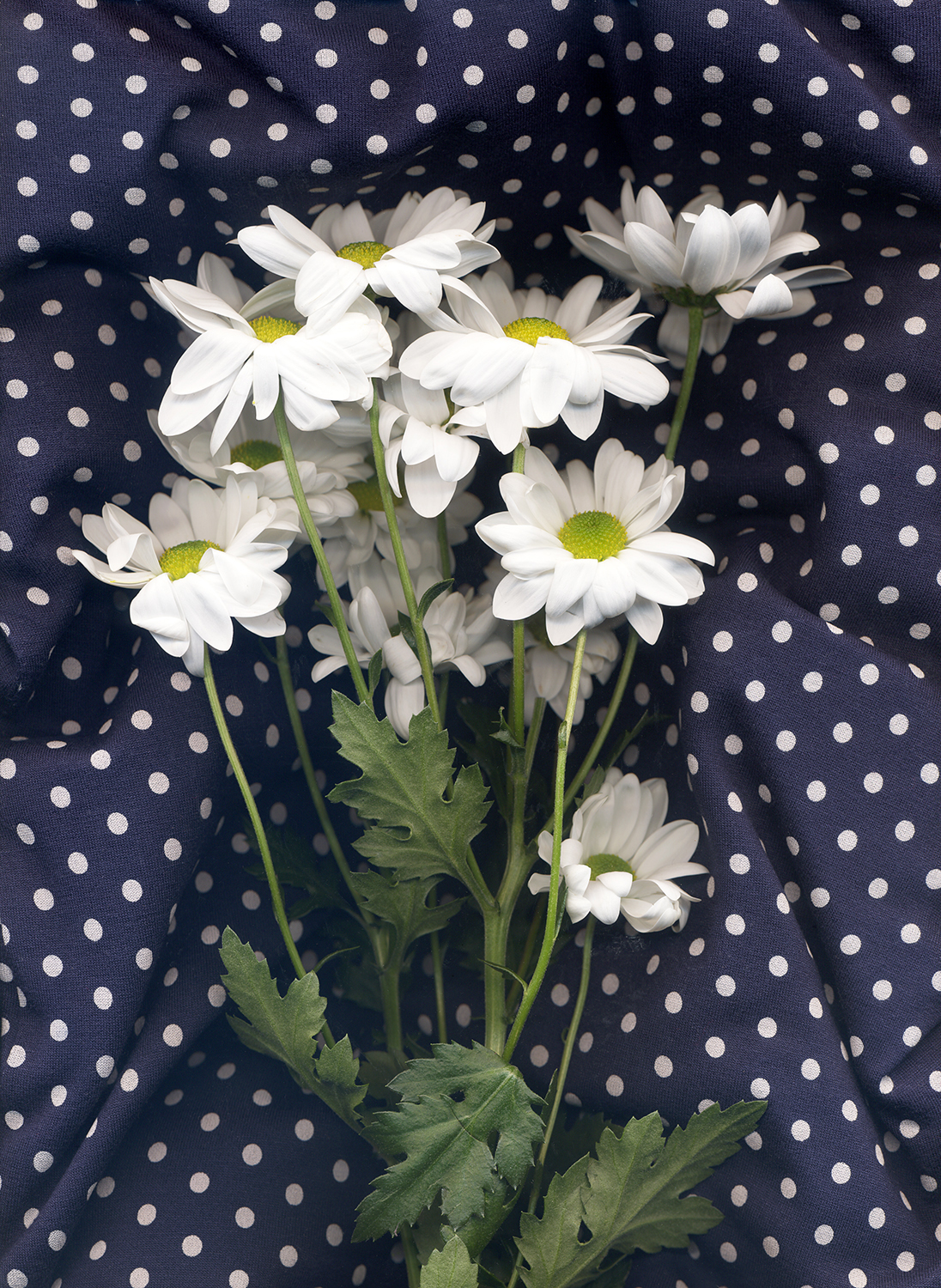 Daisies on Polkadots, 2022